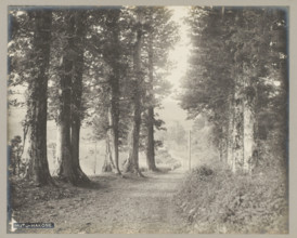 Moto-Hakone., Path between trees, Hakone, photograph, number: '22.', c. 1895 - c. 1915,
