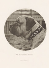 Mr. EH Moore's Minting, Bulldog, page, photomechanical print, cliché maker: Edward Bierstadt, New
