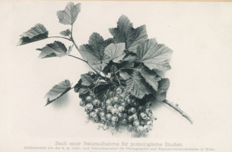 Bunch of red berries, page, photomechanical print, inscription: 'Nach einer Naturaufnahme für