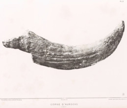 Aurochs horn, CORNE D'AUROCHS 1, 2 nature, page, photomechanical print, monogram: 'AB', number: 'Pl