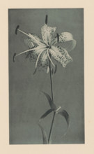 Japanese lily, page, photomechanical print, photographer: Kazumasa Ogawa, c. 1890 - in or before