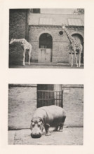 Giraffes, hippopotamus, page, photomechanical print, Above two giraffes, below a hippopotamus, all