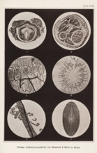 Six microscopic enlargements, page, photomechanical print, number: 'Tafel VIII.', cliché maker: