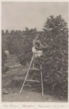 Indonesian coffee picker on a ladder on a plantation in Sumatra (former title), Coffee picker on a