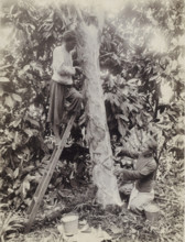 Rubber tappers carve tree in Dutch East Indies, photograph, Part of Travel Album with Forty Photos