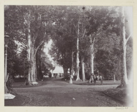 Botanical Garden, Buitenzorg., Woman and rider in the National Botanical Garden in Buitenzorg,