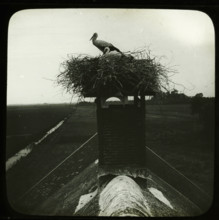 Storks on nest on top of chimney, stereoscopic photograph, number: '24', 1880 - 1920, photographer,