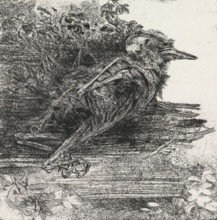 Dead bird, print, Dead, decomposing bird., date: ''79', signature: 'KEES STOOP', inscription: '1e