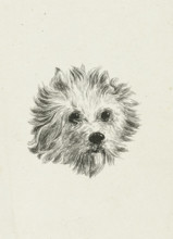 Head of dog, print, printmaker: Eduard Cuypers, Netherlands, 1869 - 1927, paper, chine collé,