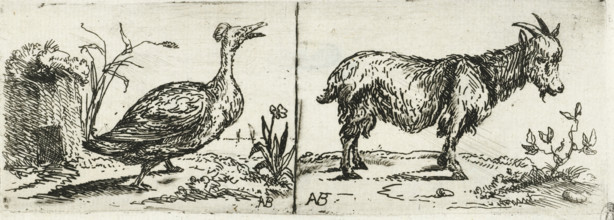Tufted duck and billy goat, print, Left a tufted duck walking. Right a billy goat lengthwise.,