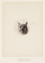 The wild dog, photograph, page, photographer: Arthur Lucas, London, c. 1859 - in or before 1869,