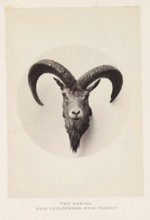 The earial, photograph, page, photographer: Arthur Lucas, London, c. 1859 - in or before 1869,