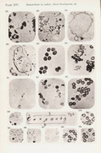 Eleven enlargements of blood corpuscles and fibrin and a diagram, page, photomechanical print,