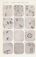 Twelve enlargements of white blood cells, page, photomechanical print, number: 'Pl. XVII.', number: