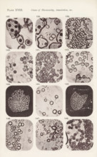 Twelve magnifications of blood corpuscles and myelin, page, photomechanical print, number: 'Pl.