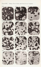 Twelve enlargements of blood cells from an embryo, page, photomechanical print, number: 'Photo. 149