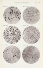 Six enlargements of lymphocytes, page, photomechanical print, number: 'Pl. VII.', number: 'Photo.