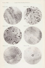 Six enlargements of lymphocytes, page, photomechanical print, number: 'Pl. VIII.', number: 'Photo.