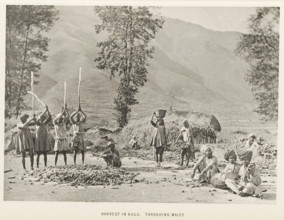 Threshing maize at Kullu, Himachal Pradesh, India, page, photomechanical print, caption: 'HARVEST