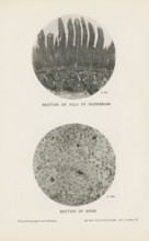 Section of villi of duodenum, Section of bone, page, photomechanical print, inscription: 'x 50. x