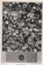 Photomicrograph, Microscope image of crystals and the container with these crystals in full size,