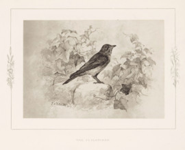 The flycatcher, Photo reproduction of a drawing of a flycatcher by Philip Henry Delamotte,
