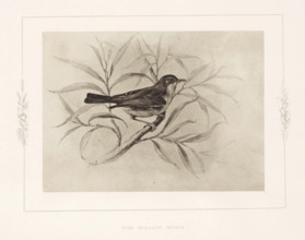 The willow wren, Photo reproduction of a drawing of a willow warbler by Philip Henry Delamotte,