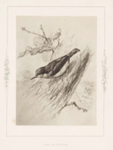 Photo reproduction of a drawing of a nuthatch by Philip Henry Delamotte, The nuthatch, photograph,