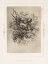 The gold-crested wren, Photoreproduction of a drawing of a wren by Philip Henry Delamotte,