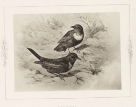 Photo reproduction of a drawing of two ringing birds by Philip Henry Delamotte, Ring-ousels,