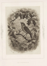 Photo reproduction of a drawing of a nightingale by Philip Henry Delamotte, The nightingale,