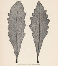Two oak leaves, page, photomechanical print, number: 'Fig. 113.', photographer: Alois Auer, cliché