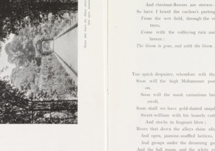 Path (presumably) in a rose garden, page, photomechanical print, inscription: ''Rose that down the