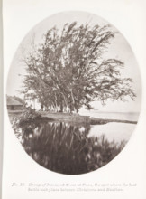 Group of Ironwood Trees at Paea, the spot where the last battle took place between Christians and