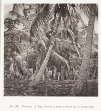 Thirsty! A boy climbs a tree to fetch us a cocoa-nut, Boy climbing a coconut tree in Tahiti, page,