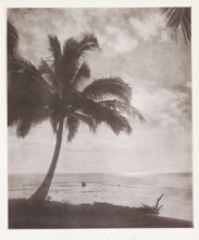 Coconut palm in Tahiti, Study of a Cocoa-nut Palm, page, photomechanical print, number: 'No. 28.',
