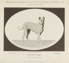 Deutsche Dogge, Great Dane Ella-Hansa who won two prizes at the Internationale Ausstellung von Jagd