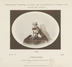 Affenpinscher Aeffli who won a first prize at the Internationale Ausstellung von Jagd und Luxus