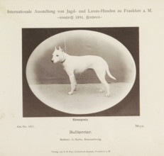 Bull terrier, Bull terrier Moya who won an honorary prize at the Internationale Ausstellung von