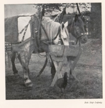 Two caparisoned horses at a manger, page, photomechanical print, photographer: Rob. Siep, cliché