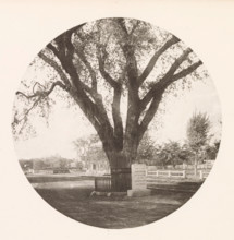 View of the Washington Elm in Cambridge, page, photomechanical print, photographer: William James