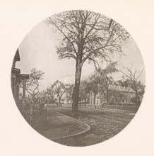 Chestnut tree on Brattle Street in Cambridge, page, photomechanical print, photographer: William