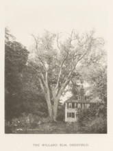 The Willard elm, Deerfield, page, photomechanical print, number: 'XV.', photographer: Henry Brooks,