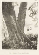The Willard elm, Deerfield, page, photomechanical print, number: 'XVI.', photographer: Henry