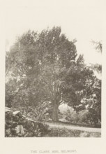 The Clark ash, Belmont, page, photomechanical print, number: 'XXXVII.', photographer: Henry Brooks,