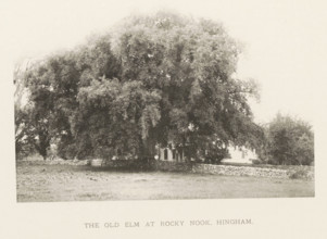 The old elm at Rocky Nook, Hingham, page, photomechanical print, number: 'V.', photographer: Henry