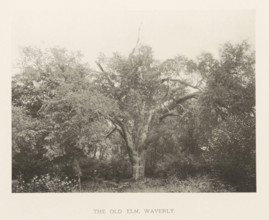The old elm, Waverly, page, photomechanical print, number: 'IX.', photographer: Henry Brooks,