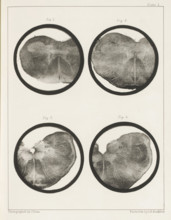 Four details of a medulla oblongata of a sheep, page, photomechanical print, number: 'Plate I. Fig.
