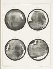 Four details of a sheep medulla oblongata, page, photomechanical print, number: 'Plate III. Fig. 9.