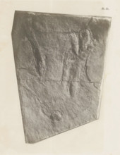 Footprints of the hind legs of a reptile, photograph, page, number: 'Pl. 31.', United States of